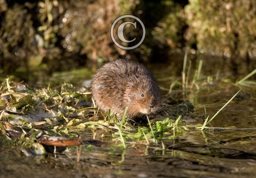 Water Vole DM0578